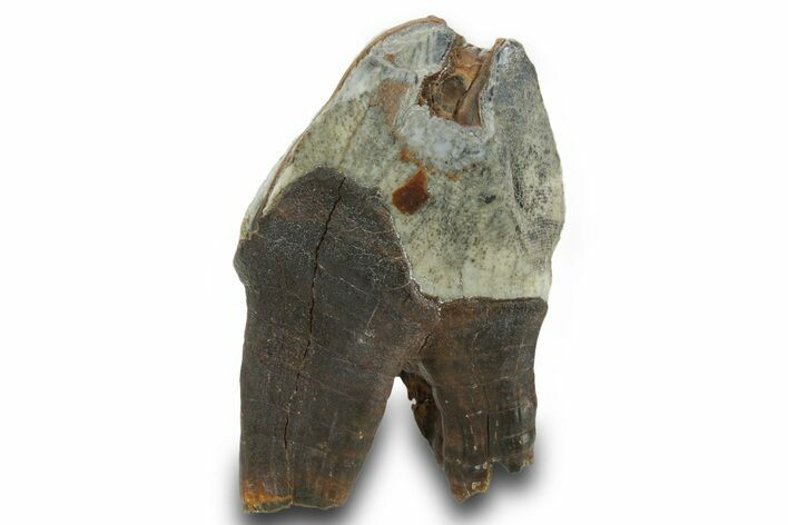 Fossil Woolly Rhino (Coelodonta) Tooth - Siberia #380740